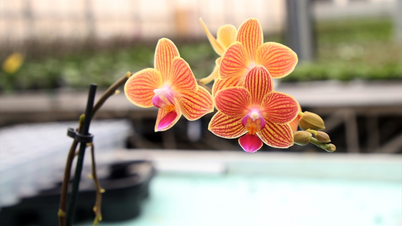 Şirket yetkilisi Fatih Çiçek, yaptığı açıklamada, üretim miktarını her yıl artırdıklarını söyledi.