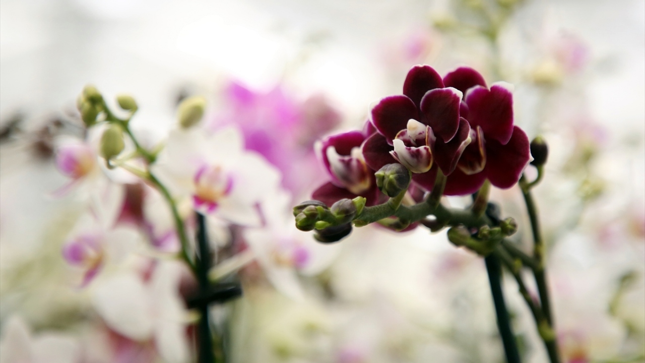 Çiçek, Türkiye`nin dört bir yanına orkide gönderdiklerini, zaman zaman talebe yetişmekte zorlandıklarını ifade etti. 