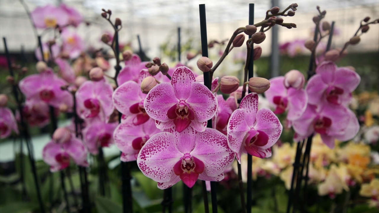 Yenice Mahallesi`ndeki firmaya ait 150 bin metrekarelik alanda kurulu dev seralarda rengarenk orkideler yetiştiriliyor. 