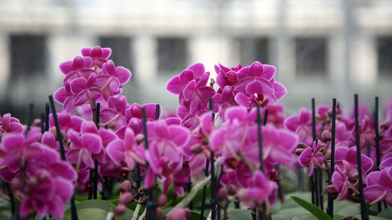 "Üretimimiz ithalatı azalmaya yönelik"