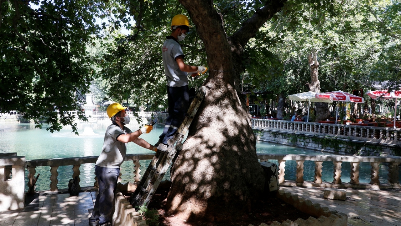Anıt ağaçlar, uzun yıllar varlıklarını sağlıklı şekilde sürdürebilmeleri amacıyla Çevre ve Şehircilik Bakanlığınca özenle korunuyor. 