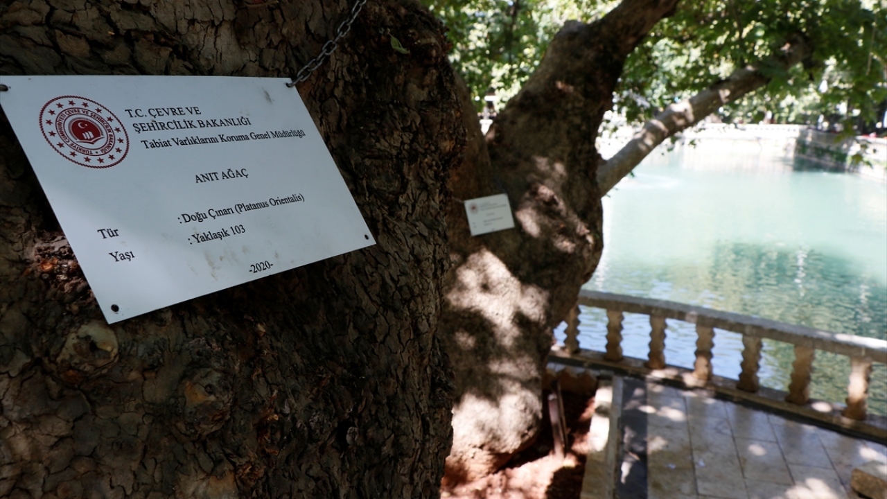 Şanlıurfa Çevre ve Şehircilik İl Müdürü İsmail Işıkdağ, yaptığı açıklamada, anıt ağaçların korunması ve gelecek nesillere aktarılmasının çok önemli olduğunu söyledi.