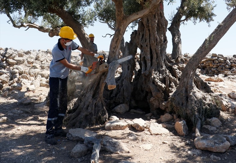 Çevre ve Şehircilik İl Müdürlüğü Tabiat Varlıklarını Koruma Şube Müdürü Ayşe Kader Polat, anıt ağaçların, doğanın kendilerine bahşettiği uzun ömürlerinden ötürü geçmiş ile gelecek arasında bir köprü kuran değerli miraslar olduğunu belirtti. 