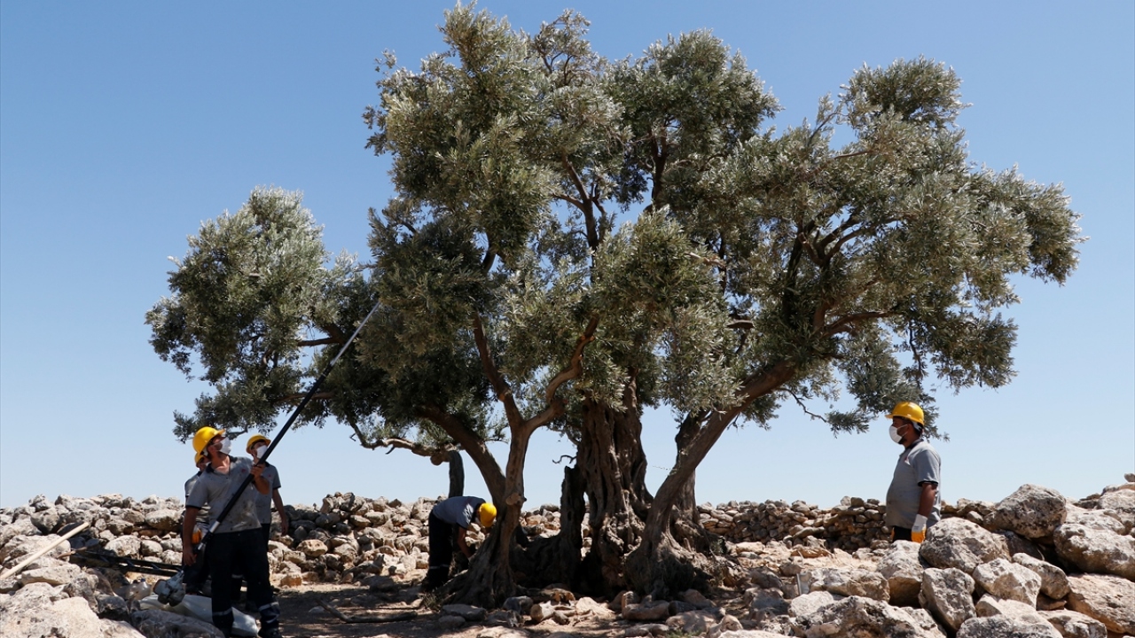 "1326 yaşındaki zeytin ağacı bizim için çok önemli"