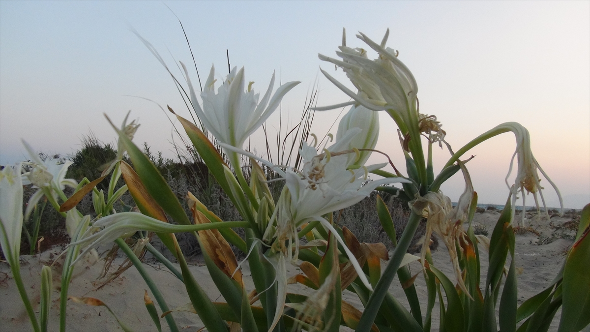 Kum Mahallesi sahilindeki güzel görüntüsü ve kokusuyla çevreye renk katan kum zambakları sahili süslüyor.