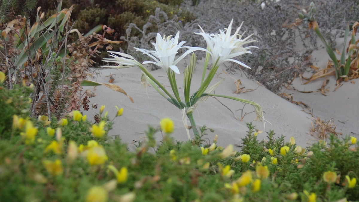 Bölgeyi gezen vatandaşlardan Metin Çapar, gazetecilere, bu bitkinin korunması için vatandaşların duyarlı olması gerektiğini belirterek, kum zambaklarının güzel görüntüye sahip olduğunu kaydetti. 