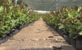 Adana'da her yıl 7 milyon fidan üretiliyor