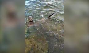 Nesli tükenmekte olan su samurları Sinop'ta görüntülendi