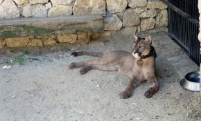 Silah kaçakçılığı operasyonunda tropik hayvanlar da kurtarıldı