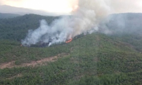 Bodrum'da orman yangını