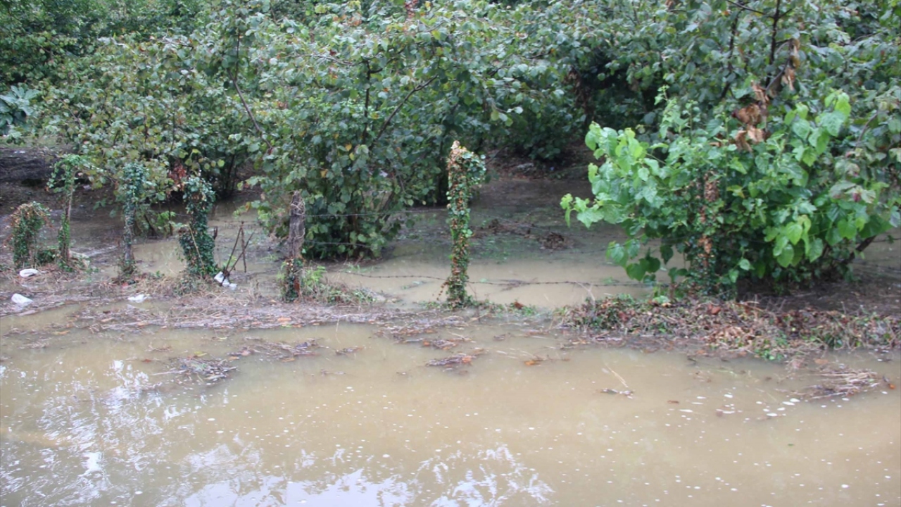Suyun etkisiyle ağaç parçaları ve bir miktar fındık denize sürüklendi.