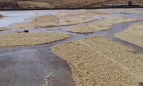 Aniden bastırdı yüzlerce kilo fıstık zarar gördü