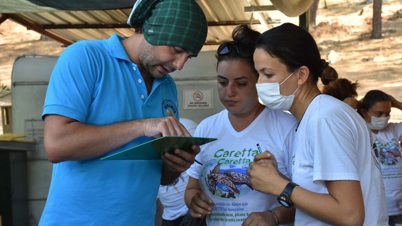 Merkez görevlilerince İztuzu sahilinde kabuğu temizlenen 4 caretta carettaya, uydu takip cihazı takıldı.