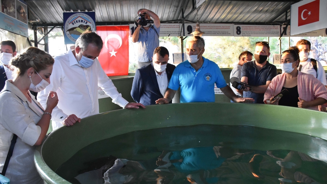 Farklı nedenlerle yaralanan "Mava", "Uğurlu", "Efe " ile "Tonyukuk" isimleri verilen deniz kaplumbağalarının tedavileri, DEKAMER`de tamamlandı.