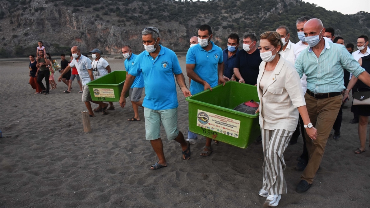 DEKAMER Proje Yürütücüsü Prof. Dr. Yakup Kaska`nın yaptığı bilgilendirmenin ardından düzenlenen törenle 4 yetişkin deniz kaplumbağası ile yuvadan çıkan 25 yavru caretta caretta denize bırakıldı.