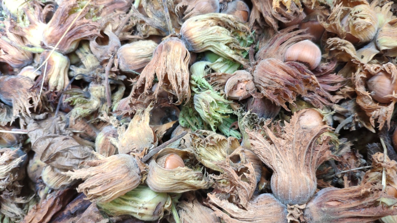 Ordu`da üreticiler fındık toplamaya devam ediyor. 