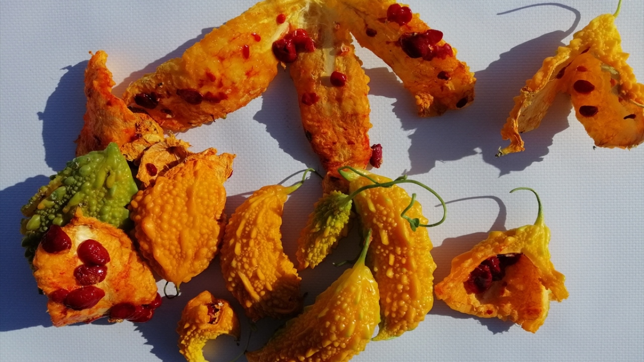 Birçok meyve ve sebzenin üretildiği ilçede, alternatif ürün arayışına giren çiftçi Süleyman Koç, alternatif ürün arayışıyla Muğla’nın Milas İlçesinden getirdiği kudret narı tohumlarını ekti.