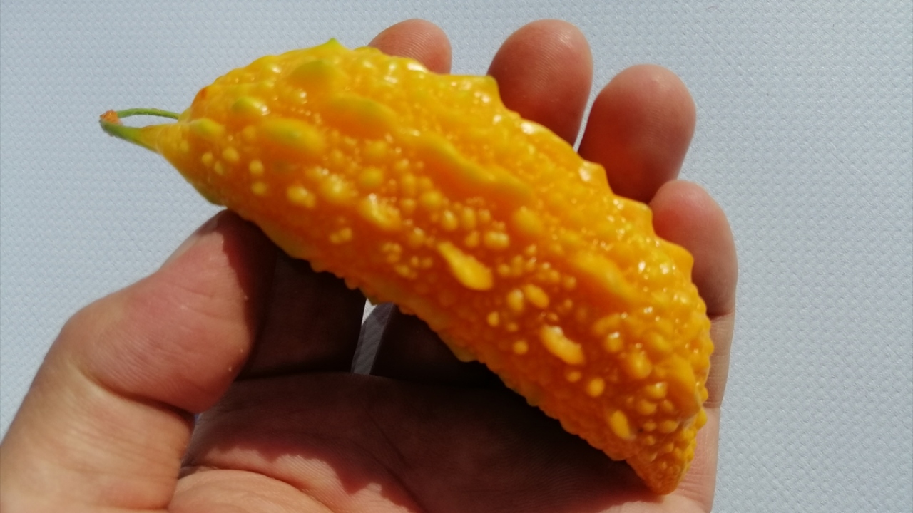 Ayrıca karaciğer rahatsızlıklarının önlenmesi için de kudret narına başvurmanın faydalı olduğu düşünülüyor.