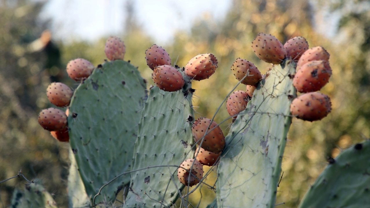 Mersin`de, çevresinin sert dikenlerle kaplı olması nedeniyle toplaması büyük emek isteyen dikenli incirin (Hint inciri), üretim alanının artırılarak ihraç edilmesi için çalışmalar yapılıyor. 