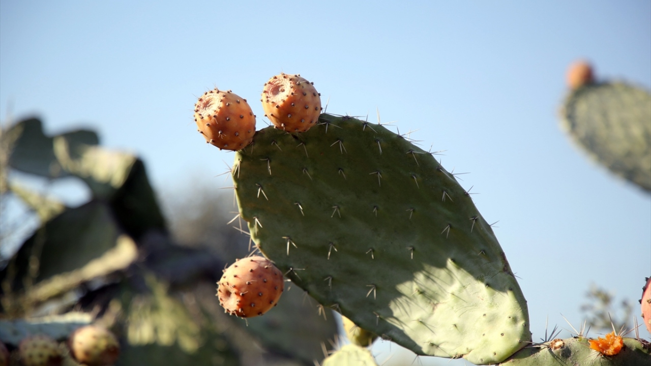 Halk arasında "Kaynana dili" olarak bilinen ve tadıyla yaz aylarının vazgeçilmez lezzeti olan dikenli incirin hasadı Tarsus ilçesinde devam ediyor. 