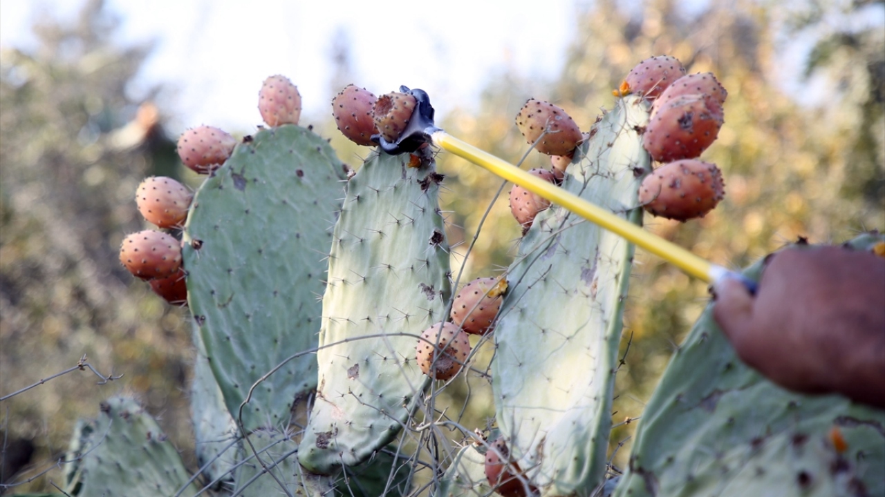 Hazırlanan çalışmayla ilçe genelinde üretim alanları artırılarak ürünün dış satımının yapılması hedefleniyor. 