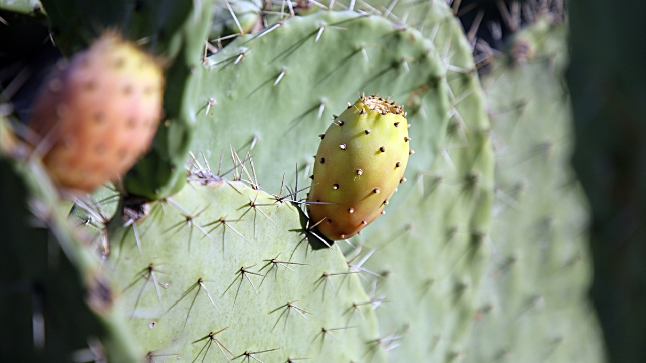 Tarsus Ziraat Odası Başkanı Veyis Avcı, dikenli incirin çiftçilere önemli ekonomik katkı sağladığını söyledi. 