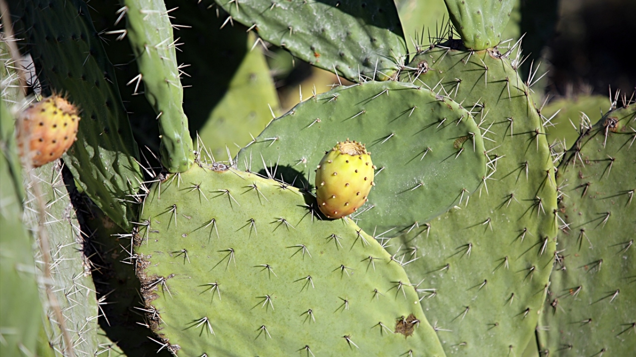 Avcı, dikenli incirin yetiştirilmesi için belirledikleri yerleri tarıma açarak buraları gelir seviyesi düşük vatandaşlara vereceklerini kaydetti.
