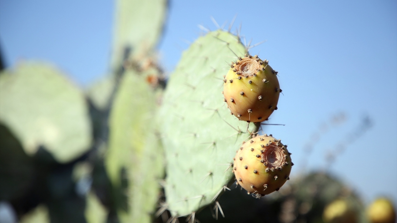 Dikenli incirin su istemediğini ve hemen her arazi koşulunda yetişebildiğini belirten Avcı, atıl arazilerin bu ürün sayesinde değerlendirileceğini söyledi.