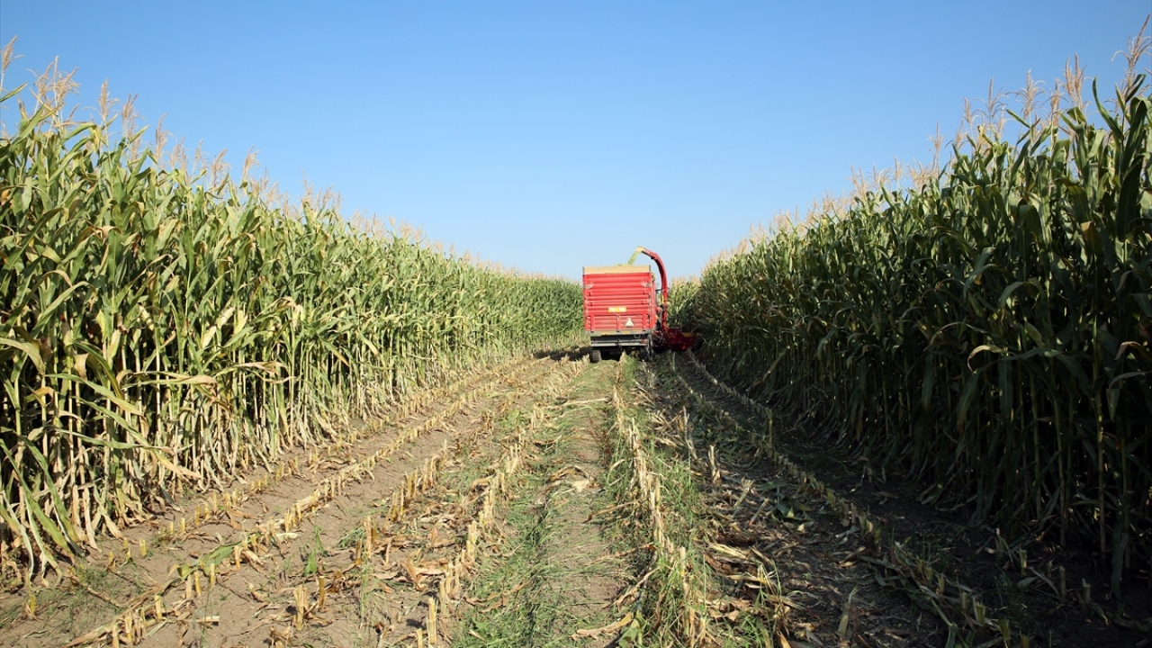 Verimli arazilerinde yetiştirilen domates, kayısı, karpuz, şeftali ve diğer bakliyat ürünleriyle Doğu Anadolu`nun ihtiyaçlarını karşılayan Iğdır, silajlık mısır konusunda da adından söz ettiriyor. 
