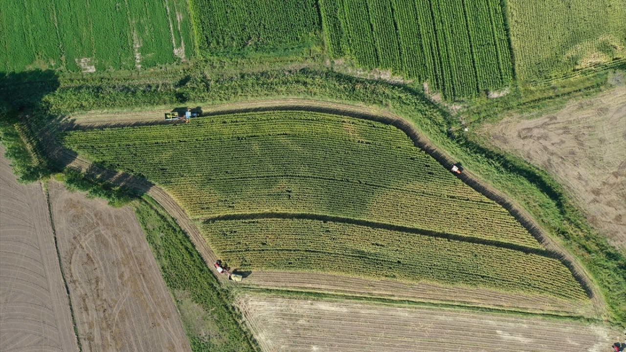 "Son yıllarda üretim alanları giderek artıyor" 