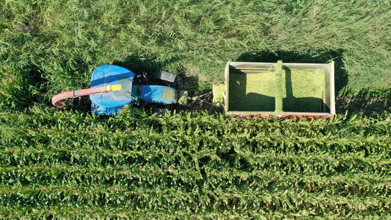 "Bu yıl hasadımız iyi geldi, herhangi bir sıkıntı yaşamadık" 