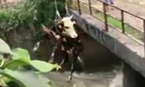 Giresun'da selde mahsur kalan inek böyle kurtarıldı