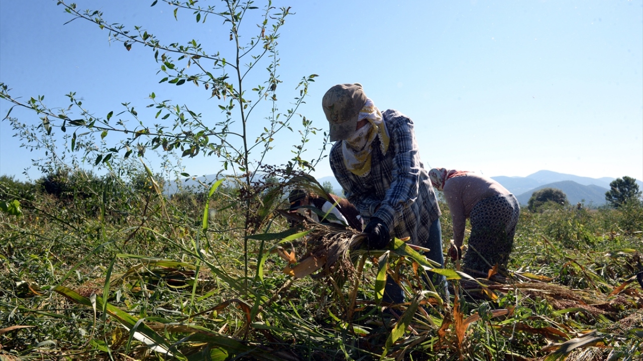 Köyde, önceki yıllarda  2 ila 3 bin dönümlük alanda ekilen süpürge otunun, son yıllarda 300 dönümlük alanda ekildiği belirtildi.