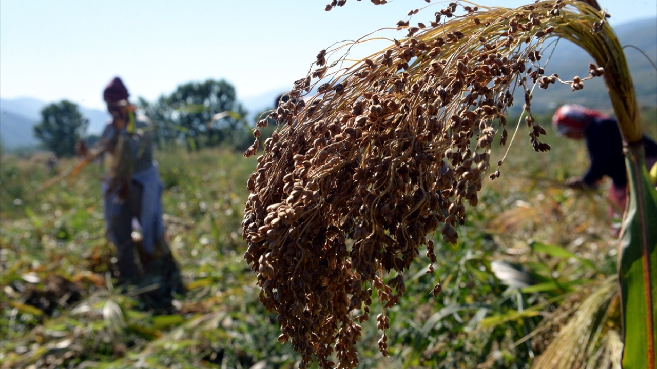 Köy muhtarı Rıza Cıkla, yaptığı açıklamada, süpürgeciliğin, Ormancık köylüleri için halıcılık gibi bir el sanatı olduğunu ifade etti.