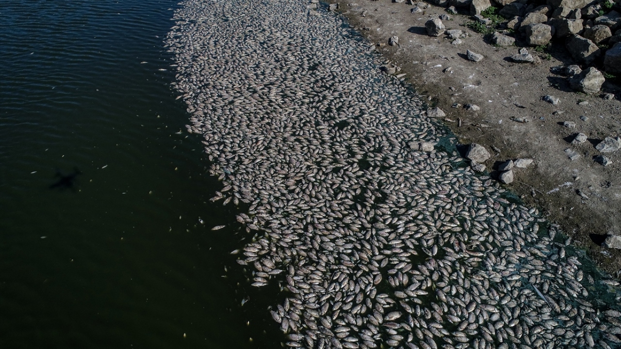 Gölette çok sayıda telef olmuş balık gören vatandaşlar, durumu ilgililere aktardı.