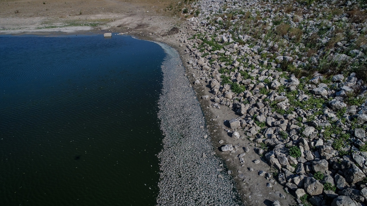 İl Tarım ve Orman Müdürü Hamit Aygül, yaptığı açıklamada, ekiplerin göletteki incelemeleri tamamladığını söyledi.