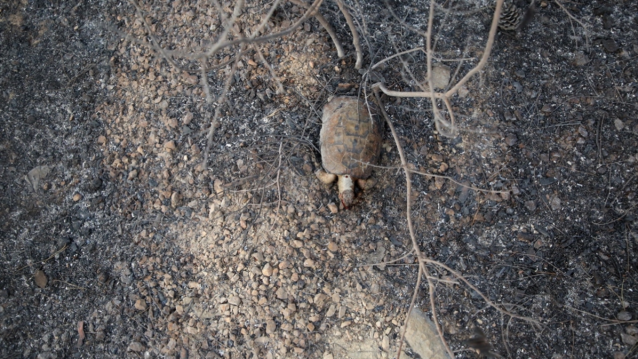 Yaban hayatını da olumsuz etkilediği gözlenen yangında telef olmuş bir kaplumbağanın görüntülenmesi üzüntüye neden oldu. 