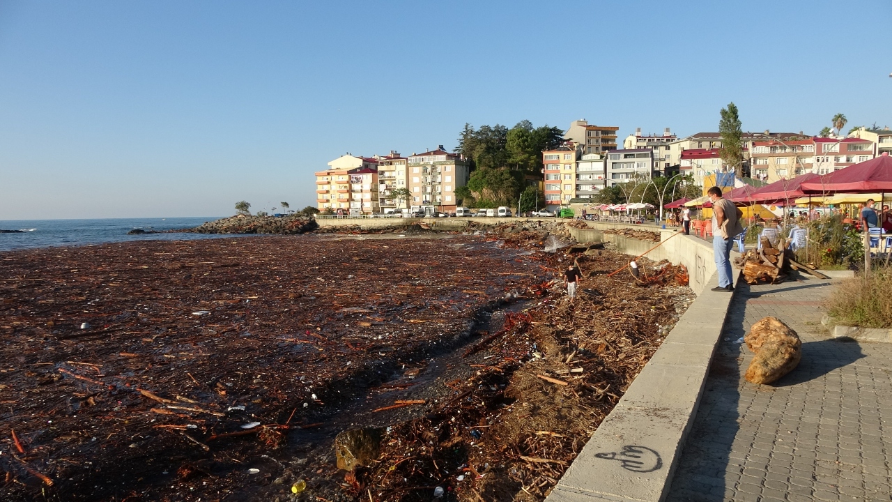 Şiddetli yağış sonrası debisi yükselen derede sürüklenen ağaçlar, Karadeniz sahiline kadar ulaştı.