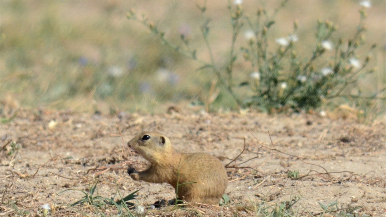 Toprak altında açtıkları küçük yuvalarından yiyecek bulmak için zaman zaman dışarıya çıkıp sahile inen yer sincapları, sevimli halleriyle tatilcilerin dikkatini çekiyor.