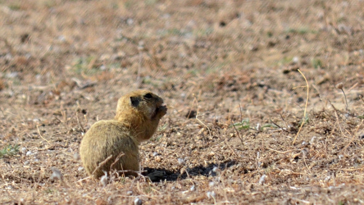 Karaincirli köyünden Mehmet Sarıtaş, yaptığı açıklamada, denize girmek için sahile gelen tatilcilerin yer sincaplarına ilgi gösterdiğini söyledi.