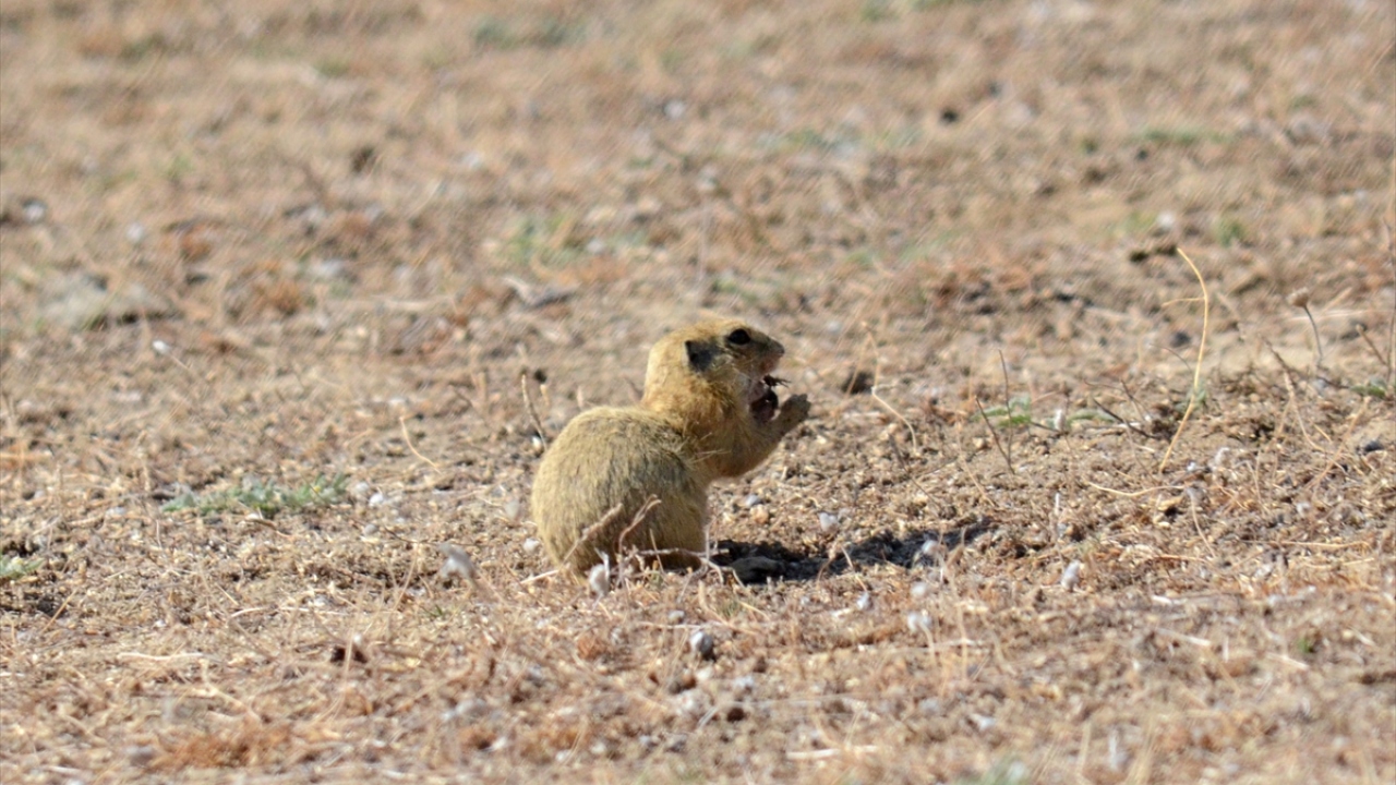 "Yer sincapları köyümüzün bir hayvanı gibi oldu"