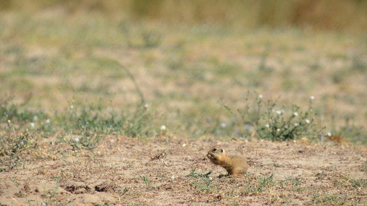 "Çayır köpeği" olarak da bilinen, sincapgiller üyesi yer sincapları, Karaincirli sahili yakınındaki ormanlık alanca çokça bulunuyor.