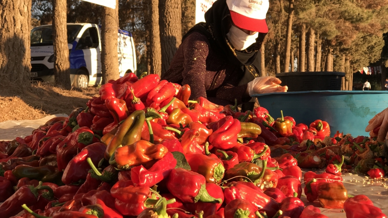 Programa katılan Büyükşehir Belediye Başkanı Zeynel Abidin Beyazgül, yöredeki kadınlarla biber topladı. "İsot" kostümlü maskotların da yer aldığı etkinlikte, toplanan biberler kadınlar tarafından temizlendi.