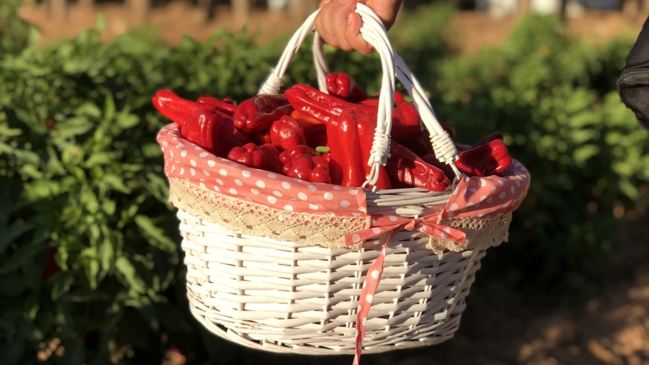 Beyazgül, kentteki arazilerde ekonomik değeri yüksek olan çok sayıda tarım ürününün yetiştiğini vurguladı.