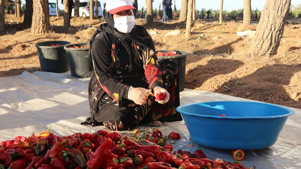 Bu ürünler arasında kırmızı biberin de yer aldığını kaydeden Beyazgül, şunları dile getirdi: 