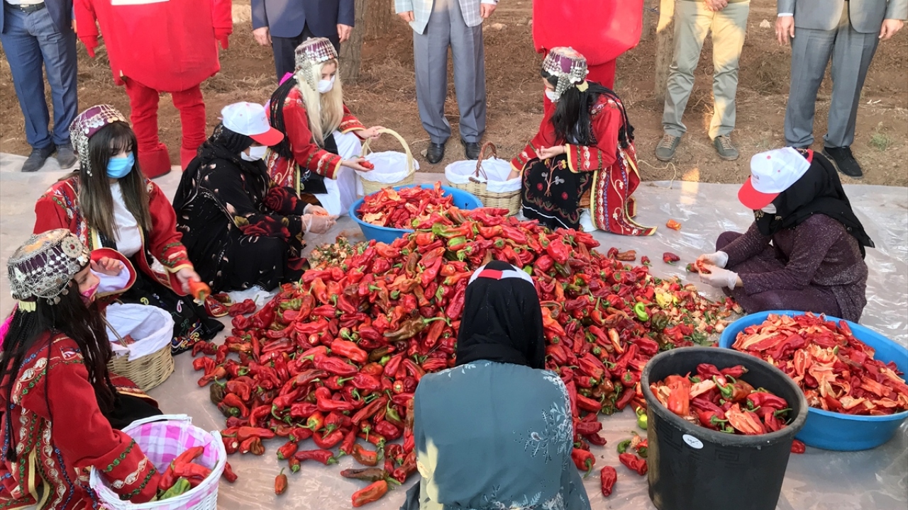 Kentin simgelerinden isot hasadı nedeniyle Büyükşehir Belediyesince Akçakale ilçesinde biber toplama etkinliği düzenlendi.