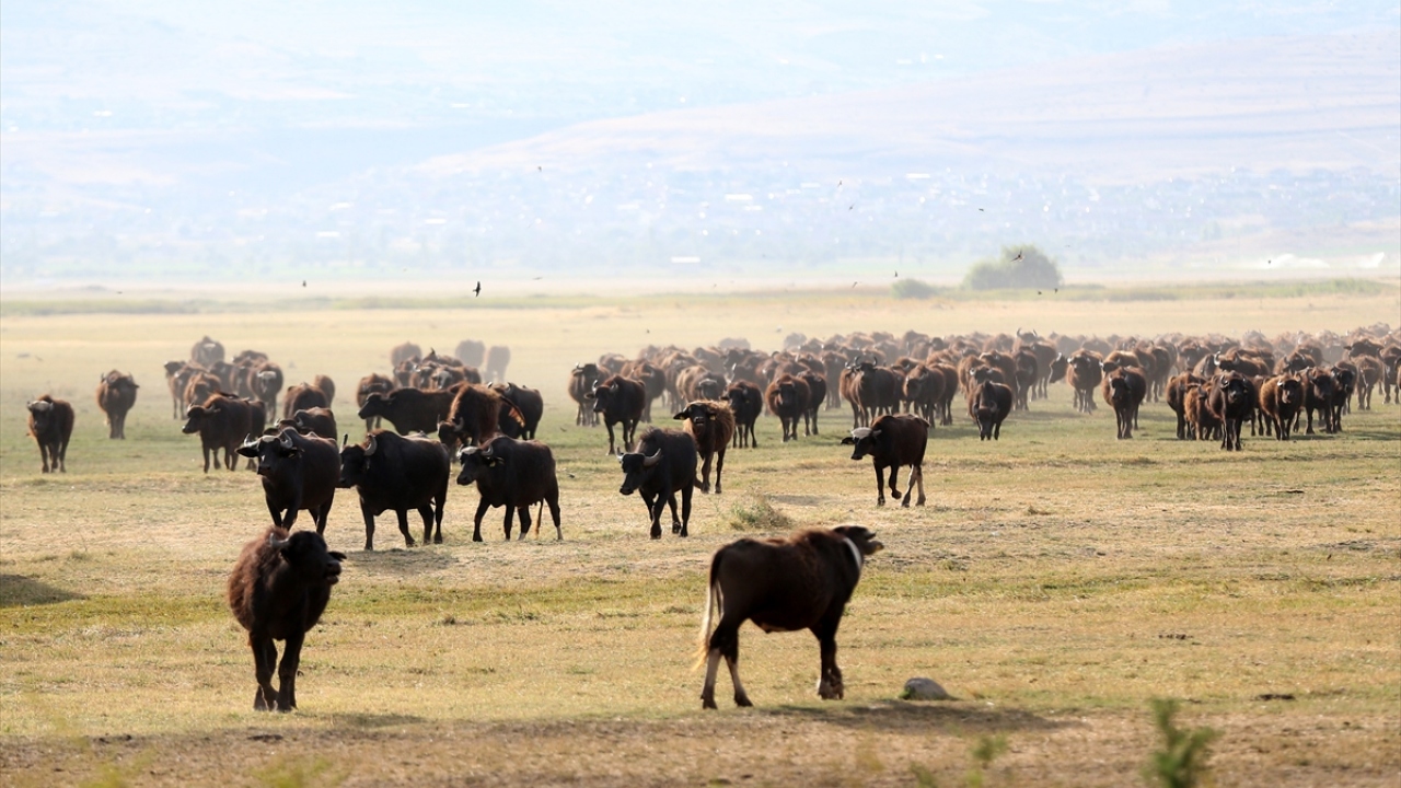Erciyes Dağı`nın eteklerindeki Karpuzsekisi, Hürmetçi ve Dokuzpınar mahallelerinde yaşayan vatandaşların başlıca geçim kaynakları arasında manda yetiştiriciliği yer alıyor.