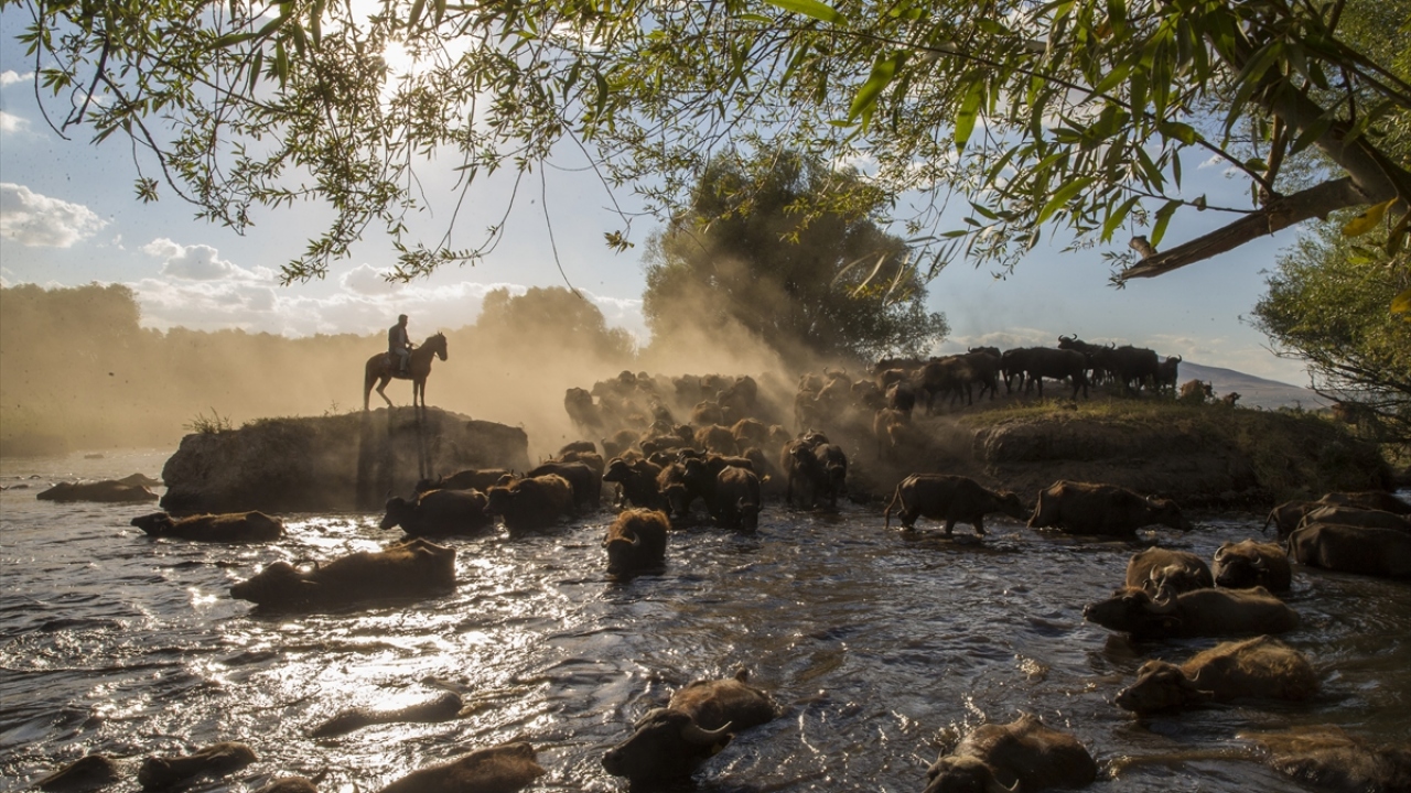 Dokuzpınar Mahallesi`nde yıllardır geçimini manda ürünlerinden sağlayan köylülerin hayvanları, yılın 9 ayı sazlıkta yayılıyor, 3 ay ise ahırda besleniyor.