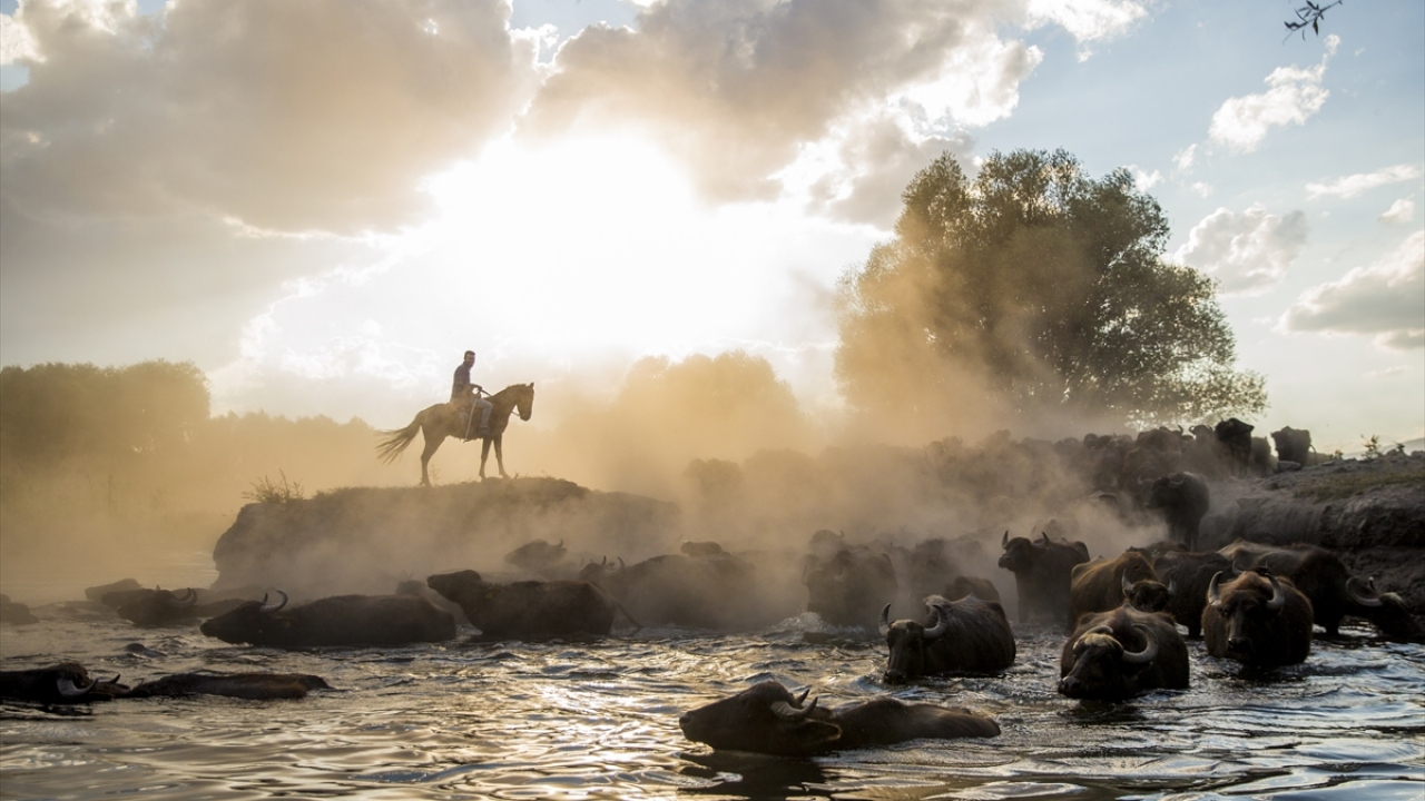 Dokuzpınar`a ait yaklaşık 700 mandanın su içindeki görüntüsü izleyenleri büyülüyor.