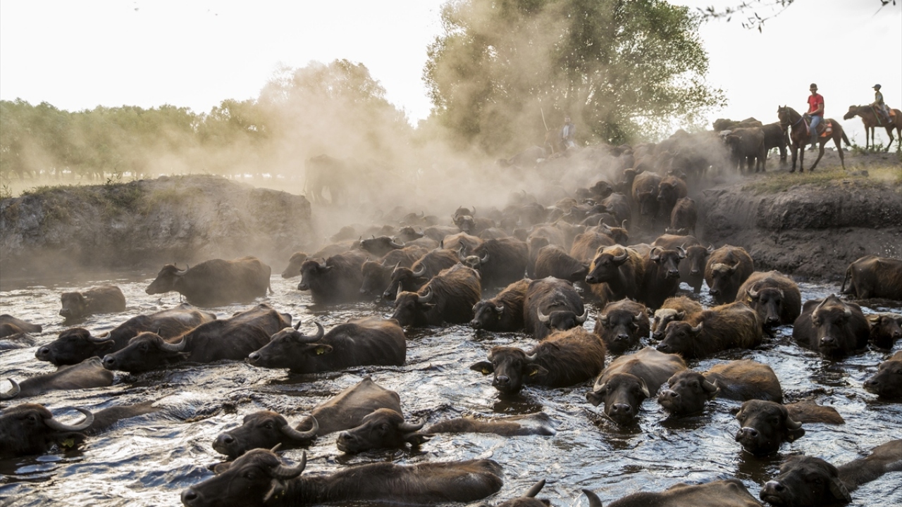 Sürünün kaldırdığı tozun içindeki mandaların, güneşin batışında oluşturduğu görsel şöleni izlemek için özellikle fotoğraf tutkunları mahalleyi mesken tutuyor